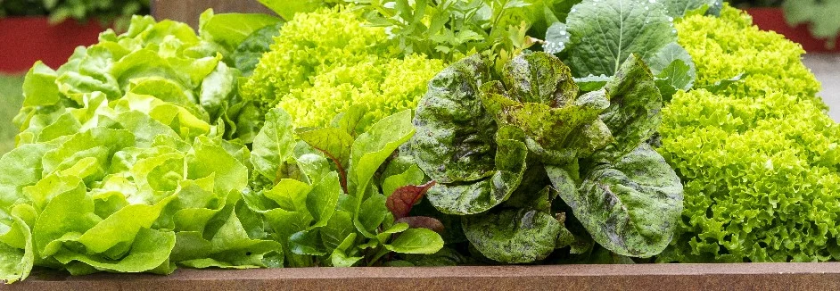 Verschiedene Blattsalate in einem Hochbeet